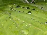 Dauwdruppels