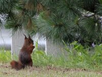 Norway Eekhoorn (4)