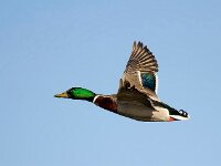 IMG 0001
