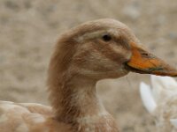 Paradisio Vogels 33