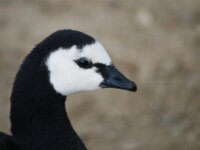 Paradisio Vogels 35