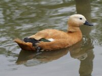 Paradisio Vogels 43