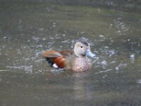 Paradisio Vogels 55