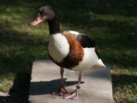 Vogels 131