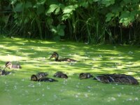Vogels 132