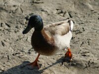 Vogels 144