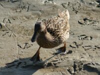 Vogels 145