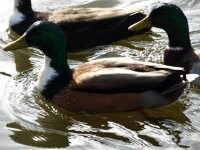 Vogels 157