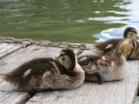 Vogels 25