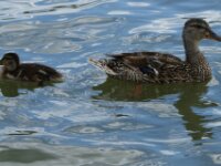 Vogels 26