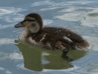 Vogels 27