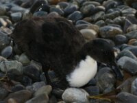 Vogels 31