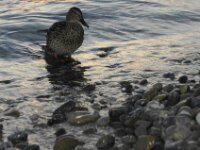 Vogels 32