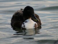 Vogels 35