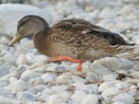 Vogels 36