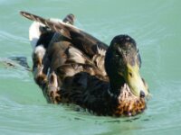 Vogels 51