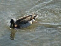 Vogels 76