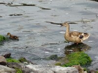 Vogels 82