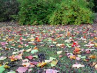 Allerlei - Natuur - Dieren