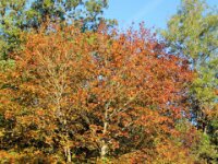 Chateau de Vignee - Herfst 041