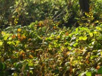 Herfst 02