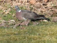 Vogels 11