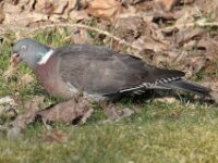 Vogels 13