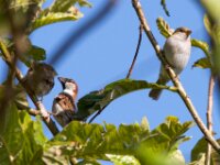 Huismus op voederplaats