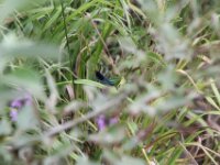 IMG 4582