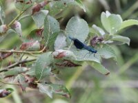 IMG 4585