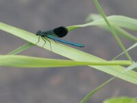 IMG 4586