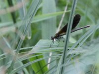 IMG 4588