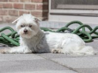 RIP Ize onze Maltezer (werd 14 jaar oud