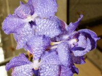 Orchidee IMG 216