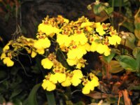 Orchidee IMG 217