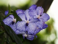 Orchidee IMG 219