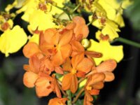 Orchidee IMG 220