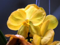 Orchidee IMG 221