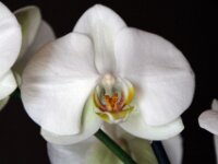 Orchidee IMG 2688