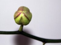 Orchidee IMG 2697
