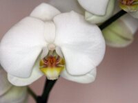 Orchidee IMG 2700