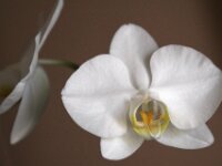 Orchidee IMG 2701