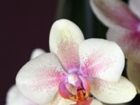 Orchidee IMG 2702