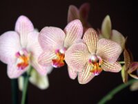Orchidee IMG 2705