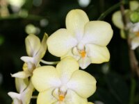 Orchidee IMG 45