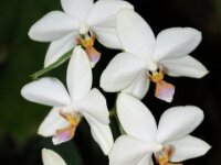 Orchidee IMG 46