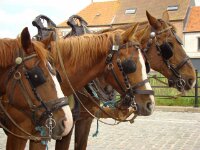 Paarden