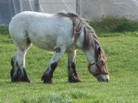 Paarden 7
