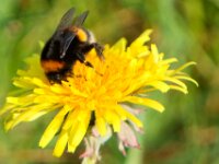 PaardenOrchidee IMGen 023