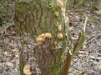 Paddestoelen en zwammen